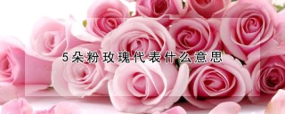 5朵粉玫瑰代表什么意思,第1图