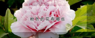 粉色的花有哪些,第1图