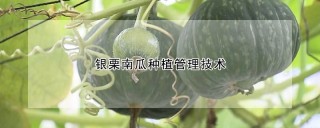 银栗南瓜种植管理技术,第1图