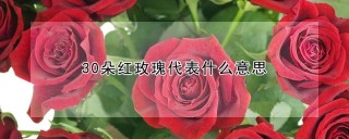 30朵红玫瑰代表什么意思,第1图