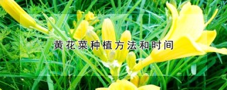 黄花菜种植方法和时间,第1图