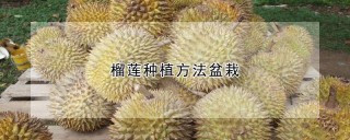 榴莲种植方法盆栽,第1图