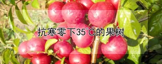 抗寒零下35℃的果树,第1图