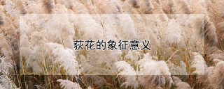 荻花的象征意义,第1图