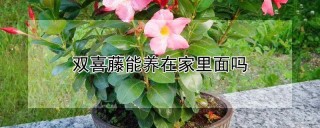 双喜藤能养在家里面吗,第1图