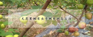 无花果树有虫子树有洞怎么治,第1图