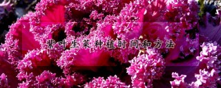 紫叶生菜种植时间和方法,第1图