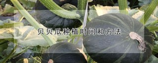 贝贝瓜种植时间和方法,第1图