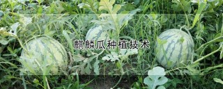 麒麟瓜种植技术,第1图