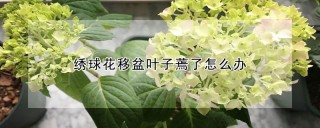 绣球花移盆叶子蔫了怎么办,第1图