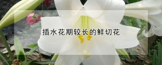 插水花期较长的鲜切花,第1图