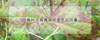 豆角叶子有黄斑点是怎么回事,第1图