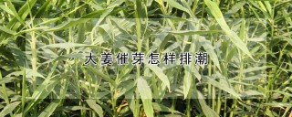 大姜催芽怎样排潮,第1图