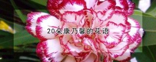 20朵康乃馨的花语,第1图