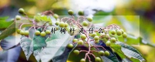 朴树籽是什么,第1图