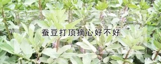 蚕豆打顶摘心好不好,第1图