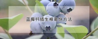 蓝莓扦插生根最快方法,第1图