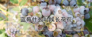 蓝莓什么时候长花苞,第1图