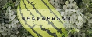 硒砂瓜退出种植的原因,第1图