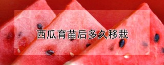 西瓜育苗后多久移栽,第1图