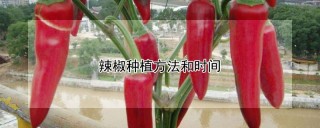 辣椒种植方法和时间,第1图