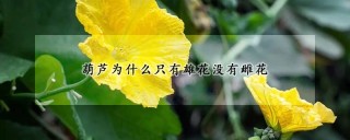 葫芦为什么只有雄花没有雌花,第1图