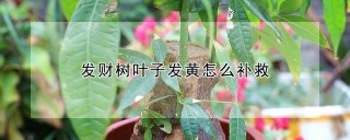 发财树叶子发黄怎么补救,第1图