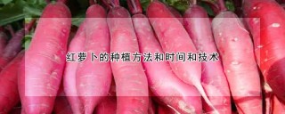 红萝卜的种植方法和时间和技术,第1图