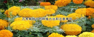 万寿菊种子的种植方法和注意事项,第1图