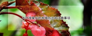 大叶海棠花的养殖方法和注意事项,第1图