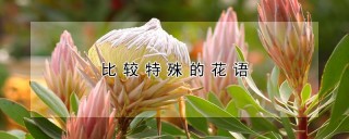 比较特殊的花语,第1图