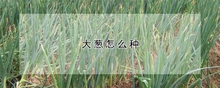 大葱怎么种,第1图