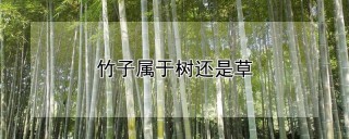 竹子属于树还是草,第1图