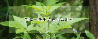 荆草一般生长在什么地方,第1图