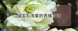 绿宝石海棠的养殖方法,第1图