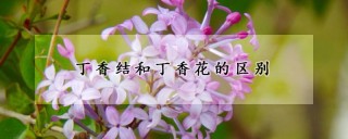 丁香结和丁香花的区别,第1图