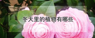 冬天里的植物有哪些,第1图