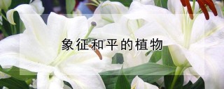 象征和平的植物,第1图