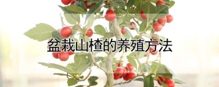 盆栽山楂的养殖方法,第1图