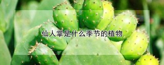 仙人掌是什么季节的植物,第1图