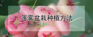 莲雾盆栽种植方法,第1图