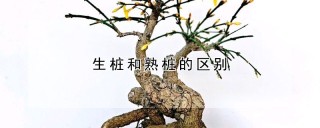 生桩和熟桩的区别,第1图