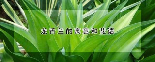 龙舌兰的寓意和花语,第1图