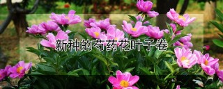 新种的芍药花叶子卷,第1图