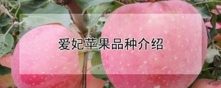 爱妃苹果品种介绍,第1图