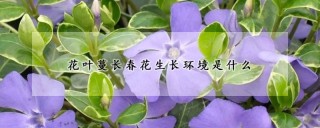 花叶蔓长春花生长环境是什么,第1图