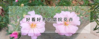 好看好养的庭院花卉,第1图