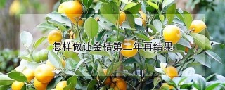 怎样做让金桔第二年再结果,第1图