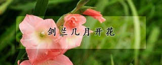 剑兰几月开花,第1图