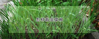 怎样栽韭菜根,第1图